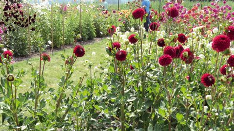Notation de variétés de dahlia en test pour l'obtention du Label rouge chez Jeanne de Laval, à Beaufort-en-Vallée (49), en août 2013.