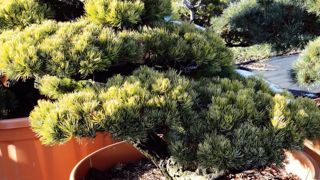 Le pin blanc doré (Pinus pentaphylla) fait partie des espèces les plus couramment utilisées pour la réalisation de niwakis. Le pin est le principal genre qui soit ainsi taillé en nuage.