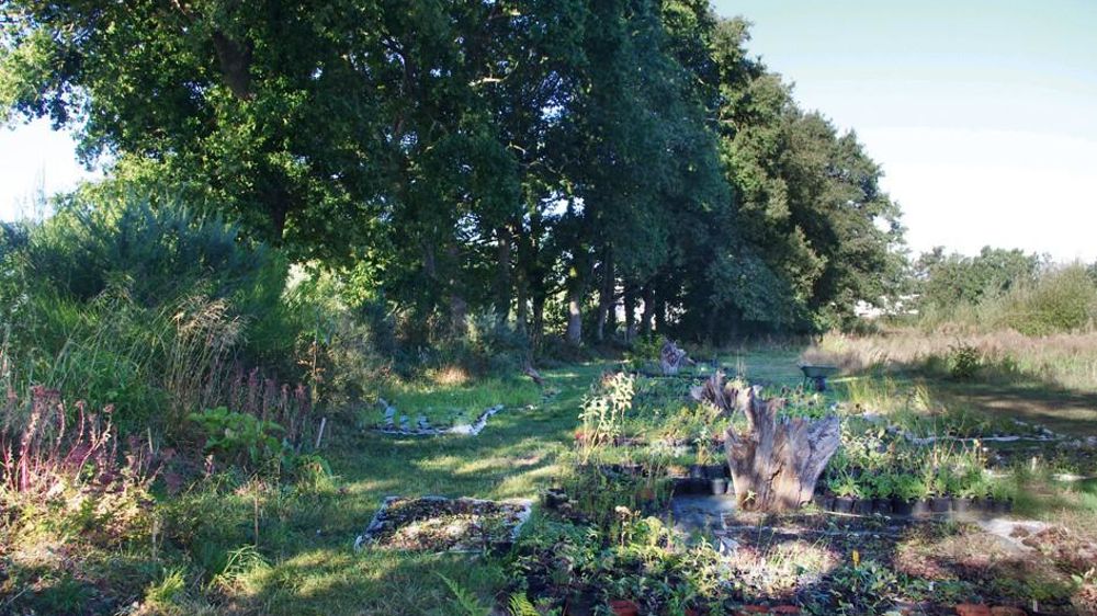 Plantes d'ombre À l'abri d'une ancienne haie bocagère, ces végétaux se développent dans de parfaites conditions. Plantes d'ombre À l'abri d'une ancienne haie bocagère, ces végétaux se développent dans de parfaites conditions.