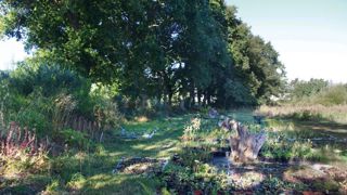 Plantes d'ombre À l'abri d'une ancienne haie bocagère, ces végétaux se développent dans de parfaites conditions.
