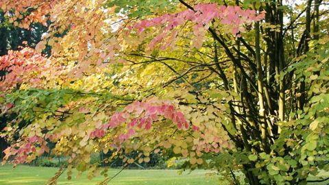 L'arbre au caramel (Cercidiphyllum japonicum) porte un nom vernaculaire qui annonce bien la couleur... et la senteur. Il s'étale en vieillissant pour développer une large couronne.PHOTO : JEAN-POL GRANDMONT (DR)