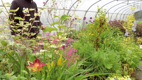 Collectionneur passionné de vivaces, Pascal Met a choisi de transformer sa passion en métier et de devenir pépiniériste. Pour se démarquer, il commercialise une cinquantaine de nouvelles variétés par an.