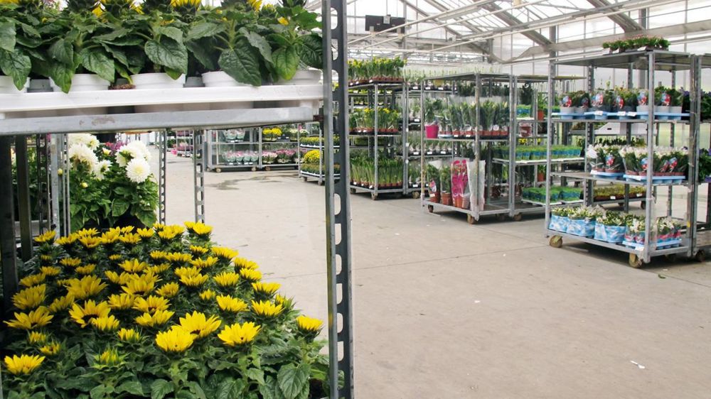 Nos importations de plantes d'intérieur (240,5 millions d'euros) proviennent à 67 % des Pays-Bas et à 17 % de Belgique (ici chez un grossiste belge). Le déficit est de 232,9 millions d'euros, le taux de couverture de 3,1 %. Nos importations de plantes d'intérieur (240,5 millions d'euros) proviennent à 67 % des Pays-Bas et à 17 % de Belgique (ici chez un grossiste belge). Le déficit est de 232,9 millions d'euros, le taux de couverture de 3,1 %.