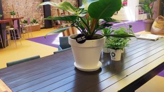 La firme OGreen Clean Machines (PB) sponsorisait l'espace Clean Air Lounge, agrémenté de plantes purificatrices, du Salon Greentech 2016.