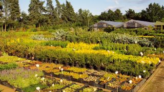 Augalu Centras est la plus grosse pépinière lituanienne. Sur 7 hectares, elle propose toutes les plantes qui poussent sous le climat difficile du pays. Augalu Centras est la plus grosse pépinière lituanienne. Sur 7 hectares, elle propose toutes les plantes qui poussent sous le climat difficile du pays.