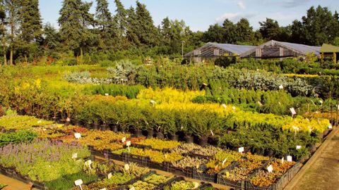 Augalu Centras est la plus grosse pépinière lituanienne. Sur 7 hectares, elle propose toutes les plantes qui poussent sous le climat difficile du pays.