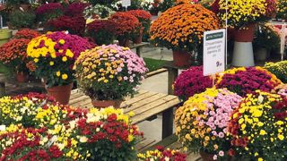 Il restait encore des plantes en rayon le 2 novembre chez de nombreux détaillants qui ont dû les écouler en promotion jusqu'au 11 novembre.