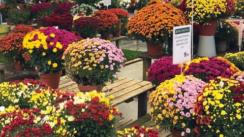 Il restait encore des plantes en rayon le 2 novembre chez de nombreux détaillants qui ont dû les écouler en promotion jusqu'au 11 novembre.