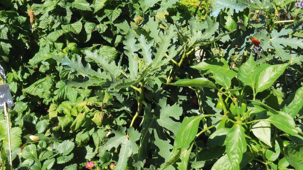 Composition mixte de plantes constituant un des Carrés gourmands de Graines Voltz durant les Carrés fleuris 2016, au Puy-en-Velay (43). Ces minijardins en bacs d'orangerie associent des fleurs, des aromatiques, de la vigne, des tomates, des piments, des figuiers, des patates douces...PHOTO : ODILE MAILLARD Composition mixte de plantes constituant un des Carrés gourmands de Graines Voltz durant les Carrés fleuris 2016, au Puy-en-Velay (43). Ces minijardins en bacs d'orangerie associent des fleurs, des aromatiques, de la vigne, des tomates, des piments, des figuiers, des patates douces...PHOTO : ODILE MAILLARD