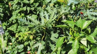 Composition mixte de plantes constituant un des Carrés gourmands de Graines Voltz durant les Carrés fleuris 2016, au Puy-en-Velay (43). Ces minijardins en bacs d'orangerie associent des fleurs, des aromatiques, de la vigne, des tomates, des piments, des figuiers, des patates douces...PHOTO : ODILE MAILLARD