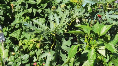 Composition mixte de plantes constituant un des Carrés gourmands de Graines Voltz durant les Carrés fleuris 2016, au Puy-en-Velay (43). Ces minijardins en bacs d'orangerie associent des fleurs, des aromatiques, de la vigne, des tomates, des piments, des figuiers, des patates douces...PHOTO : ODILE MAILLARD