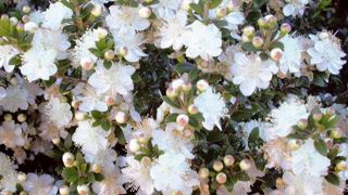 Des fleurs nombreuses, odorantes, en coupe blanche, solitaires.PHOTO : CHRISTOPHE CHAMBOLLE Des fleurs nombreuses, odorantes, en coupe blanche, solitaires.PHOTO : CHRISTOPHE CHAMBOLLE