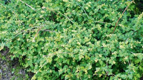 Stephanandra incisa 'Crispa' possède un système radiculaire qui lui permet un bon ancrage et une colonisation rapide du sol, ainsi qu'une tolérance à la sécheresse.PHOTO : JÉROME JULLIEN