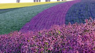Production de Leucanthemum, silènes et sauges en Allemagne.PHOTO : RIEGER-HOFMANN GMBH