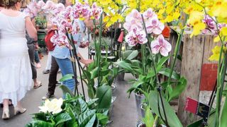 Les orchidées restent les reines des potées fleuries. En volume, une plante fleurie sur cinq vendue est une orchidée. Et ce genre représente près du tiers du chiffre d'affaires des plantes en pot.PHOTO : PASCAL FAYOLLE