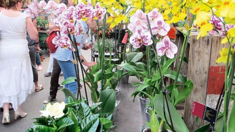 Les orchidées restent les reines des potées fleuries. En volume, une plante fleurie sur cinq vendue est une orchidée. Et ce genre représente près du tiers du chiffre d'affaires des plantes en pot.PHOTO : PASCAL FAYOLLE