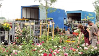 Le marché des plantes d'extérieur a souffert en 2013. Si les rosiers ont connu une embellie en matière de volume (en progression de 13 %), le chiffre d'affaires qu'ils ont généré n'a pas connu de hausse en valeur...PHOTO : VALÉRIE VIDRIL