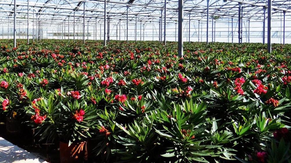 Que faire quand le marché intérieur s'effondre de 50 % ? Les producteurs espagnols recalibrent leurs gammes pour la demande européenne et travaillent à l'amélioration de la productivité. Que faire quand le marché intérieur s'effondre de 50 % ? Les producteurs espagnols recalibrent leurs gammes pour la demande européenne et travaillent à l'amélioration de la productivité.