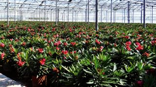 Que faire quand le marché intérieur s'effondre de 50 % ? Les producteurs espagnols recalibrent leurs gammes pour la demande européenne et travaillent à l'amélioration de la productivité.