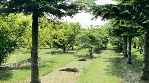 La pépinière belge, ici la société De Bruyn, s'est largement développée ces dernières années, compensant les baisses de production des autres secteurs (fleurs coupées, chrysanthèmes, plantes d'intérieur, azalées...).PHOTO : VALÉRIE VIDRIL