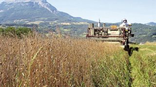 Des graines de Papaver, ici au moment de la récolte, ont été installées dans cette parcelle des Alpes.PHOTO : PHYTOSEM