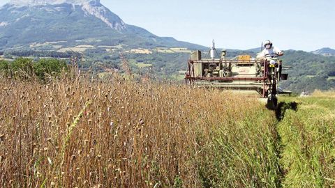Des graines de Papaver, ici au moment de la récolte, ont été installées dans cette parcelle des Alpes.PHOTO : PHYTOSEM