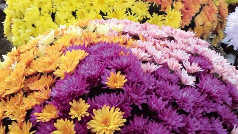 Les « Carrousel » ou « Carnaval », assemblages de trois couleurs cultivés jusqu'ici en grand pot ou jardinière, connaissent toujours le succès, mais sont passés en un seul pot pour limiter leur prix de vente.PHOTO : ODILE MAILLARD