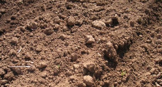 Les premières interventions de post-émergence ont lieu environ 2 à 3 semaines après le semis des betteraves.