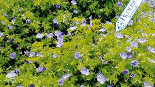 PHOTO : BLOOMS OF BRESSSINGHAM PHOTO : BLOOMS OF BRESSSINGHAM