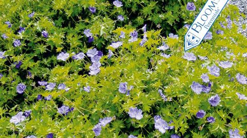 PHOTO : BLOOMS OF BRESSSINGHAM