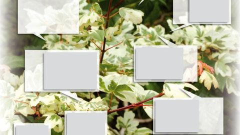 PHOTO CENTRALE : PÉPINIÈRES MINIER