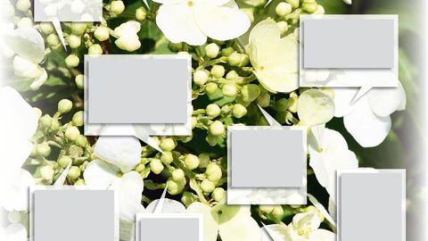 Phytophthora cinnamomi sur laurier-tin. Attention à ne pas confondre les symptômes avec une saturation en humidité ou un excès de salinité.PHOTOS : JÉRÔME JULLIEN