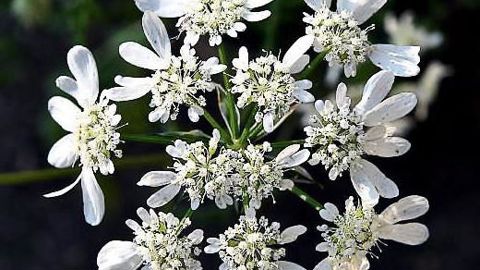 PHOTO : C. DESHEULLES