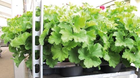 PHOTO : PASCAL FAYOLLE