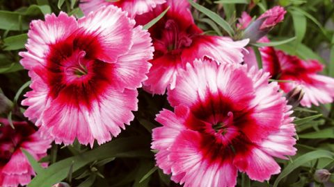 PHOTO : ODILE MAILLARD