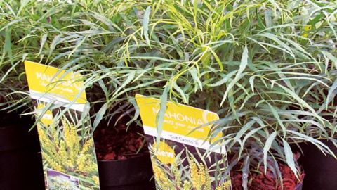 PHOTO : PASCAL FAYOLLE