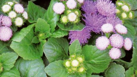 PHOTO : ODILE MAILLARD