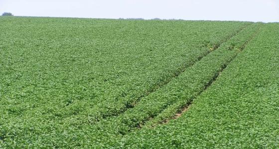 La teneur des reliquats azotés retenue dépend de la culture considérée. Pour les pommes de terre, il faut prendre celle des 45 premiers centimètres par exemple.