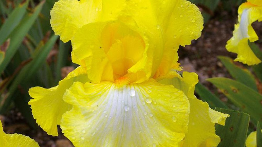 PHOTO : CAYEUX PHOTO : CAYEUX