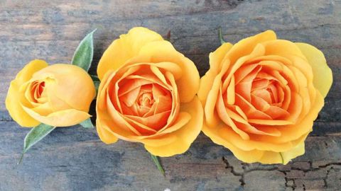 PHOTO : ROSES FOREVER