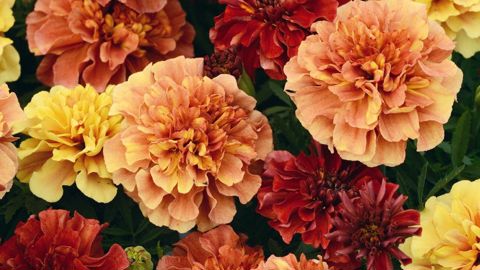 PHOTO : PANAMERICAN SEED