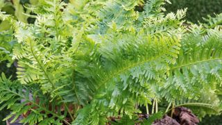 PHOTO : LES JARDINS D'ÉCOUTE PHOTO : LES JARDINS D'ÉCOUTE
