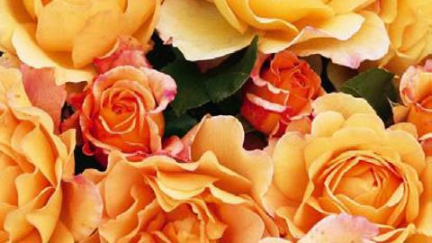 PHOTO : GLOBE PLANTER