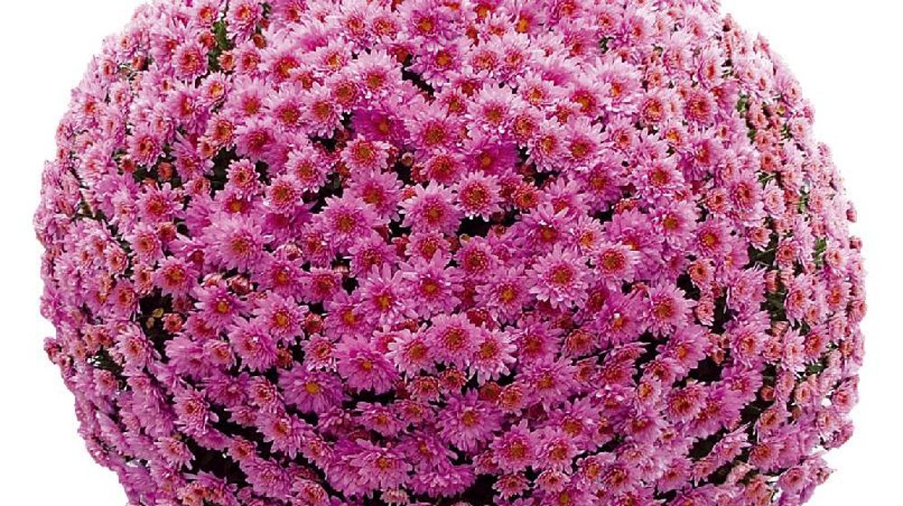 PHOTO : STAMENS PHOTO : STAMENS