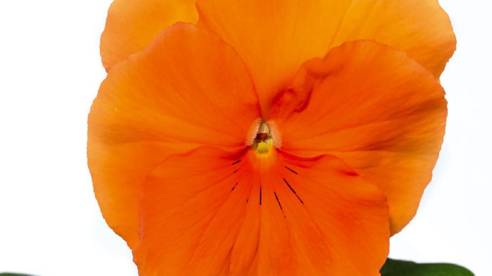 PHOTO : FLORIPRO SERVICES PHOTO : FLORIPRO SERVICES