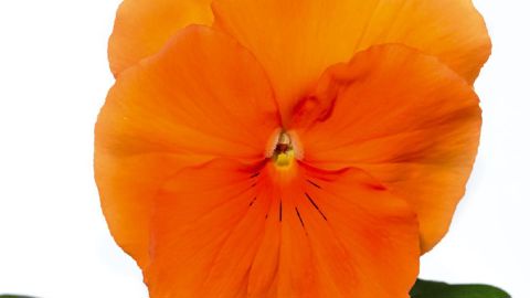 PHOTO : FLORIPRO SERVICES