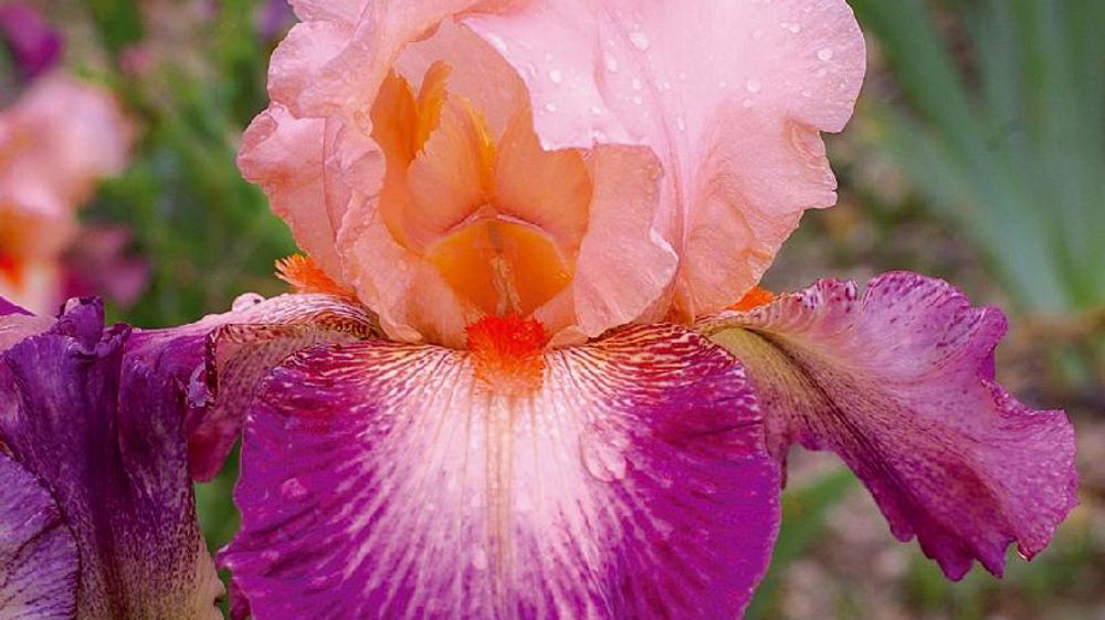 PHOTO : CAYEUX PHOTO : CAYEUX