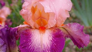 PHOTO : CAYEUX PHOTO : CAYEUX