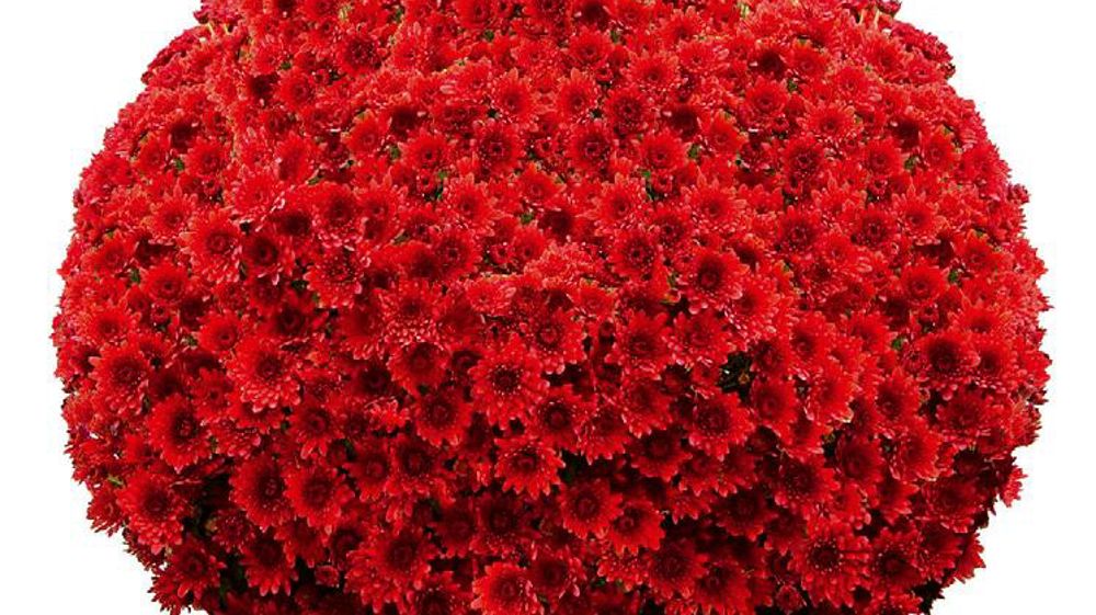 PHOTO : STAMENS PHOTO : STAMENS