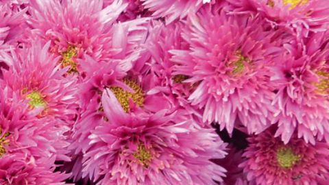 PHOTO : CHALLET-HÉRAULT